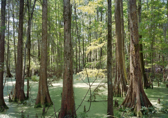 Picturing Bvlbancha: An-My Lê’s Photographs of Coastal Louisiana
