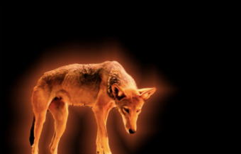 Red glowing wolf stands with its head hunched forward against a black background